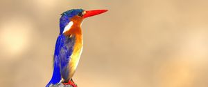 Preview wallpaper malachite kingfisher, bird, beak, bright