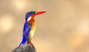 Preview wallpaper malachite kingfisher, bird, beak, bright