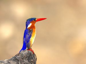 Preview wallpaper malachite kingfisher, bird, beak, bright