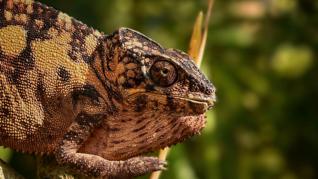 Wallpaper malagasy giant chameleon, chameleon, reptile, wildlife, blur