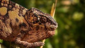 Preview wallpaper malagasy giant chameleon, chameleon, reptile, wildlife, blur