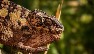 Preview wallpaper malagasy giant chameleon, chameleon, reptile, wildlife, blur