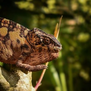 Preview wallpaper malagasy giant chameleon, chameleon, reptile, wildlife, blur