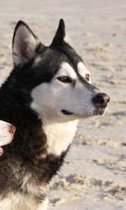 Preview wallpaper malamute, dog, playful, face