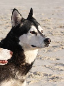 Preview wallpaper malamute, dog, playful, face