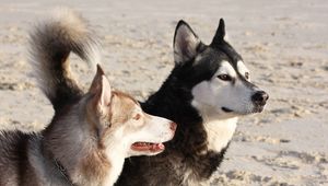 Preview wallpaper malamute, dog, playful, face