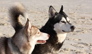 Preview wallpaper malamute, dog, playful, face