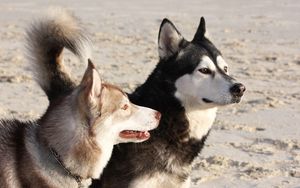 Preview wallpaper malamute, dog, playful, face