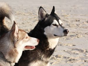 Preview wallpaper malamute, dog, playful, face