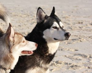 Preview wallpaper malamute, dog, playful, face