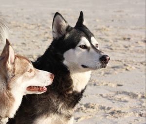 Preview wallpaper malamute, dog, playful, face