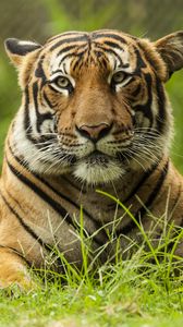 Preview wallpaper malayan tiger, tiger, big cat, predator, animal