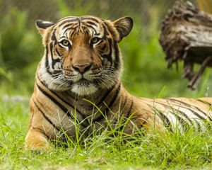 Preview wallpaper malayan tiger, tiger, big cat, predator, animal