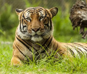 Preview wallpaper malayan tiger, tiger, big cat, predator, animal