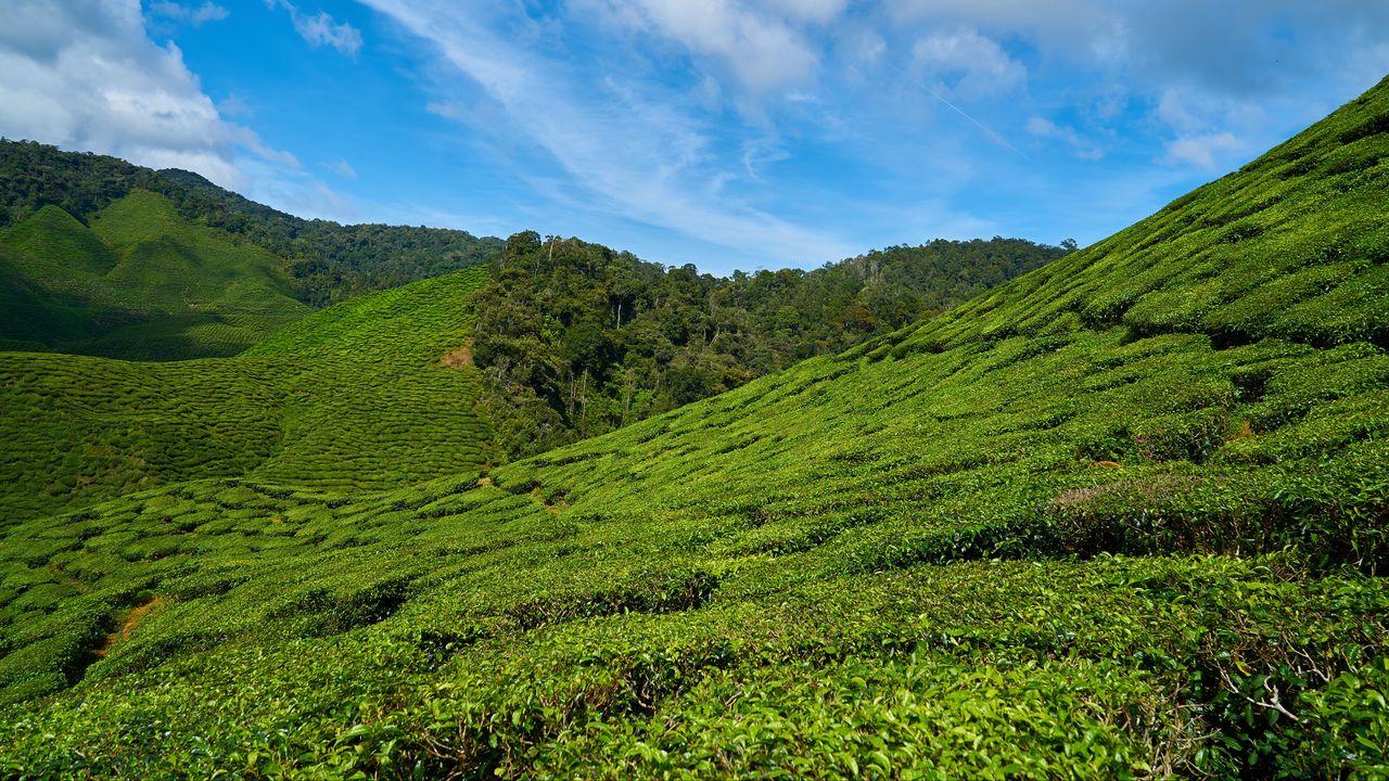 Wallpaper malaysia, tea plantations, sky