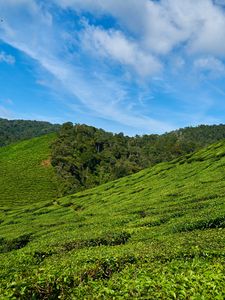 Preview wallpaper malaysia, tea plantations, sky