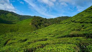 Preview wallpaper malaysia, tea plantations, sky