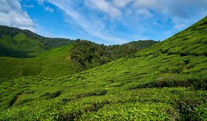 Preview wallpaper malaysia, tea plantations, sky