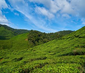 Preview wallpaper malaysia, tea plantations, sky