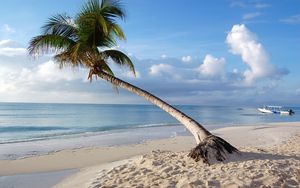 Preview wallpaper maldives, tropical, beach, palm tree