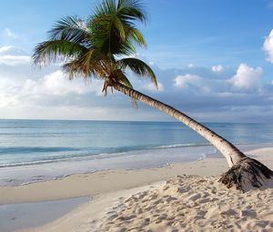 Preview wallpaper maldives, tropical, beach, palm tree