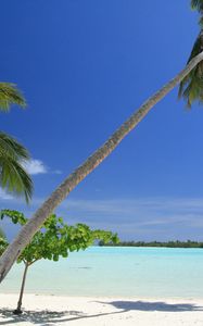 Preview wallpaper maldives, tropical, beach, palm trees