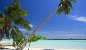 Preview wallpaper maldives, tropical, beach, palm trees