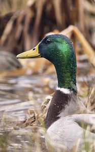 Preview wallpaper mallard, duck, bird, blur