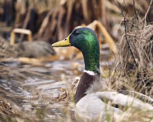 Preview wallpaper mallard, duck, bird, blur