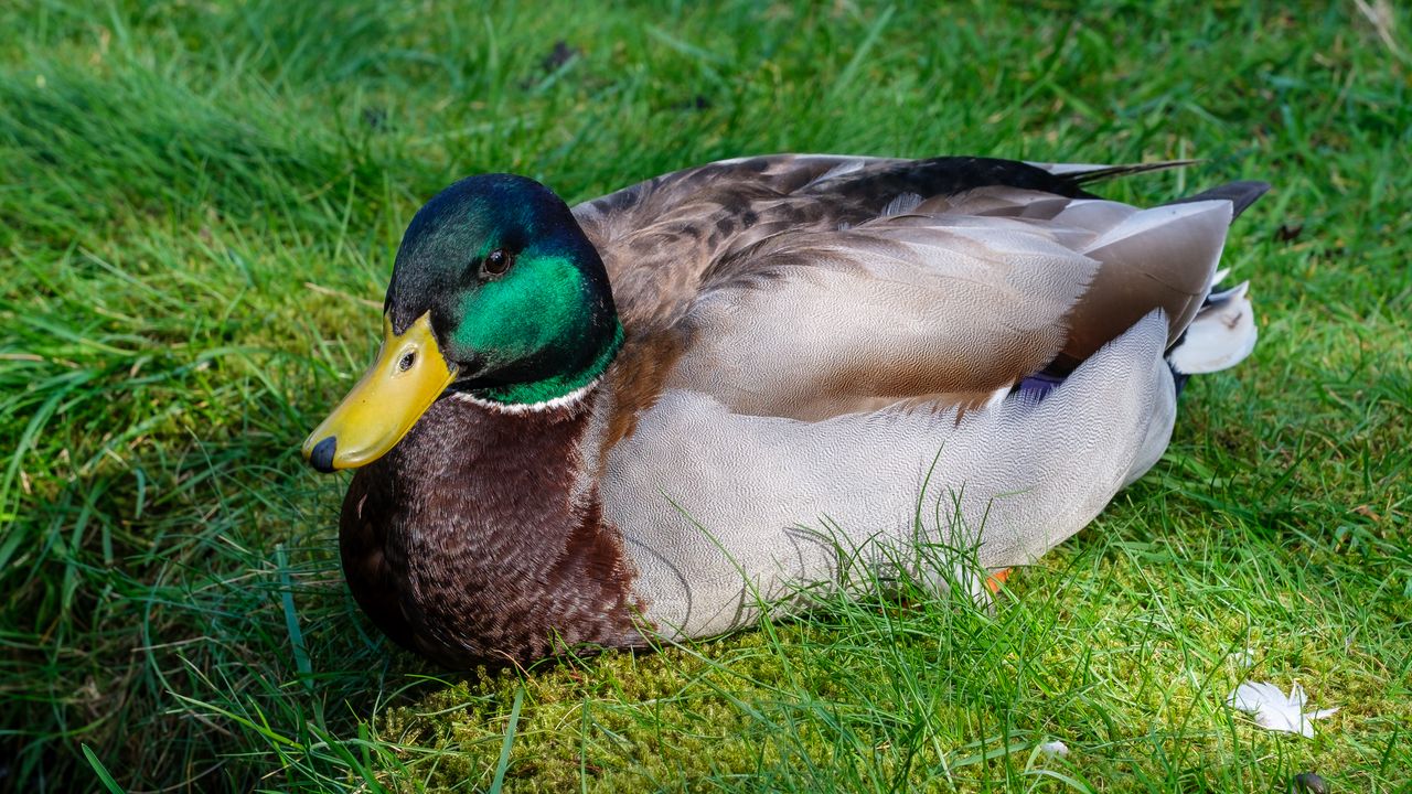 Wallpaper mallard duck, duck, bird, beak, grass