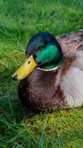 Preview wallpaper mallard duck, duck, bird, beak, grass