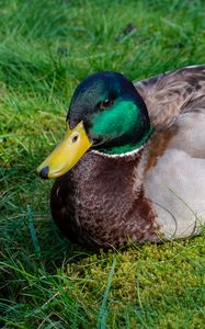 Preview wallpaper mallard duck, duck, bird, beak, grass