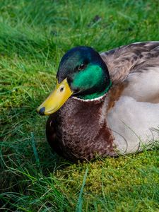 Preview wallpaper mallard duck, duck, bird, beak, grass