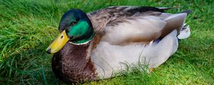 Preview wallpaper mallard duck, duck, bird, beak, grass