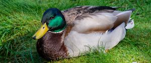 Preview wallpaper mallard duck, duck, bird, beak, grass