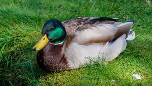 Preview wallpaper mallard duck, duck, bird, beak, grass