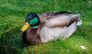 Preview wallpaper mallard duck, duck, bird, beak, grass