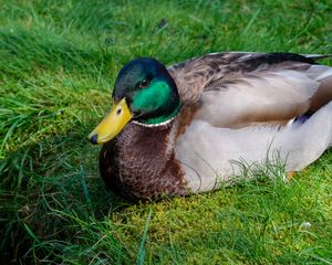 Preview wallpaper mallard duck, duck, bird, beak, grass