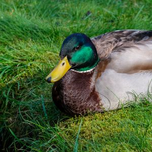 Preview wallpaper mallard duck, duck, bird, beak, grass