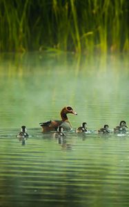 Preview wallpaper mallard, duck, ducklings, river