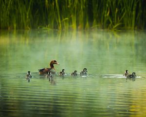 Preview wallpaper mallard, duck, ducklings, river