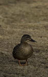 Preview wallpaper mallard, wild duck, duck, grass, bird