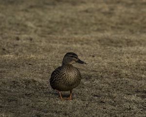 Preview wallpaper mallard, wild duck, duck, grass, bird