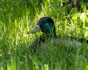 Preview wallpaper mallard, wild duck, duck, bird, grass