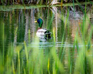 Preview wallpaper mallard, wild duck, duck, pond, grass