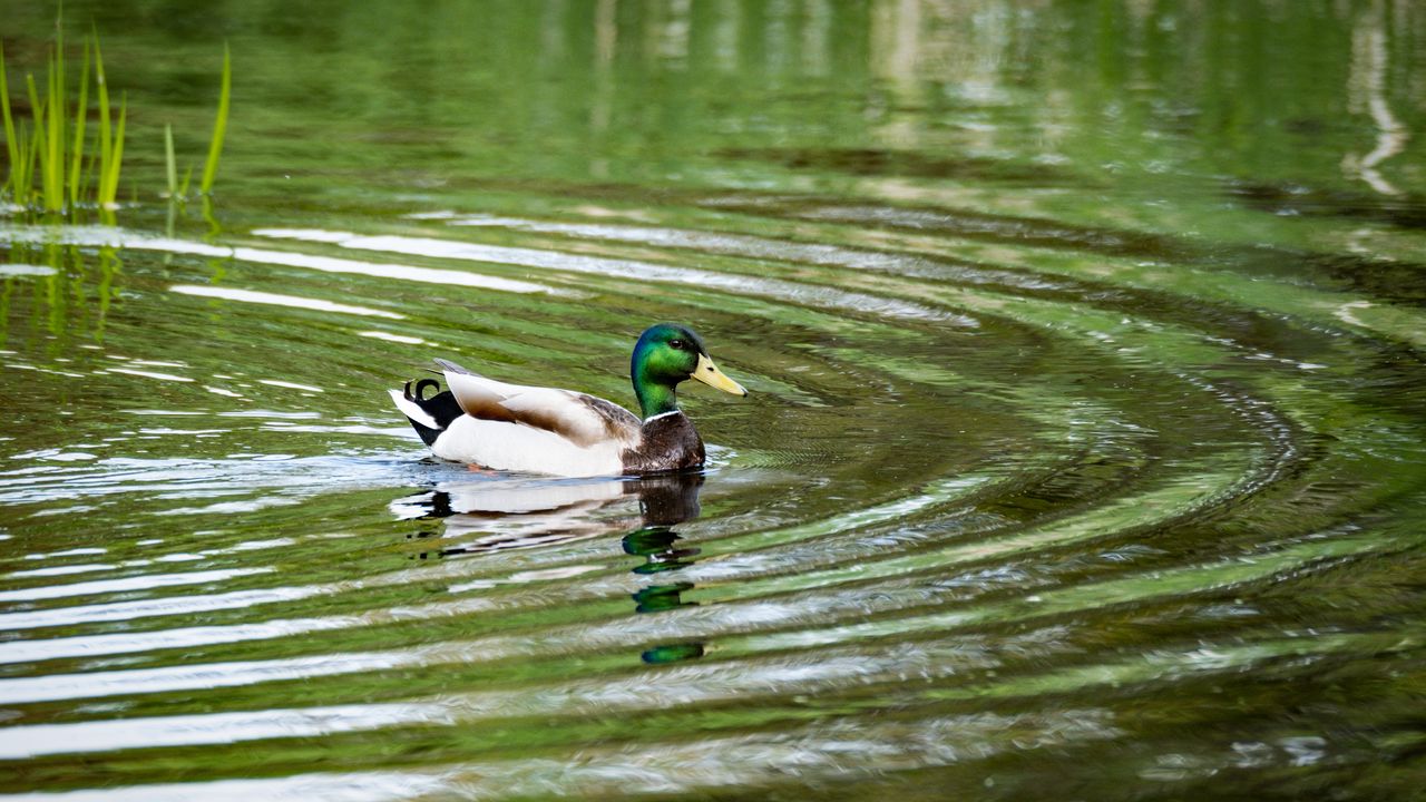 Wallpaper mallard, wild duck, duck, pond, ripples