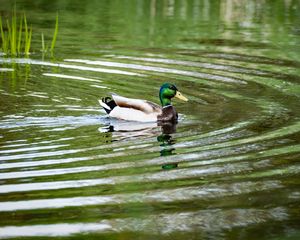 Preview wallpaper mallard, wild duck, duck, pond, ripples