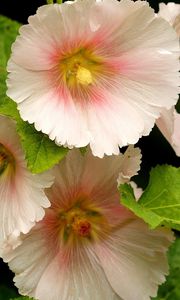 Preview wallpaper mallow, flower, close-up