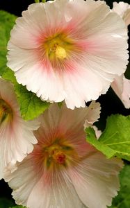 Preview wallpaper mallow, flower, close-up