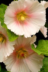 Preview wallpaper mallow, flower, close-up